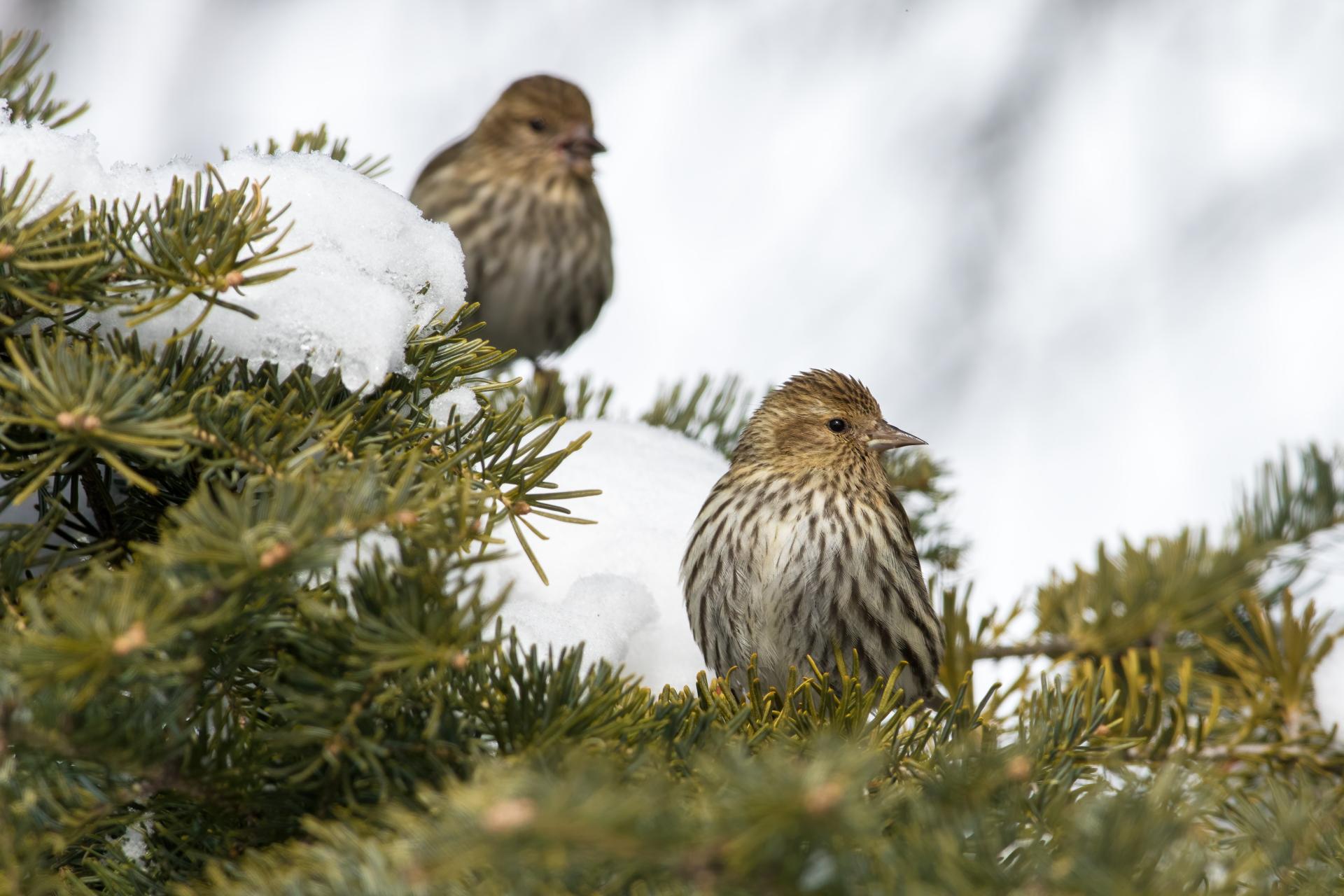 tarin-des-pins-pine siskin